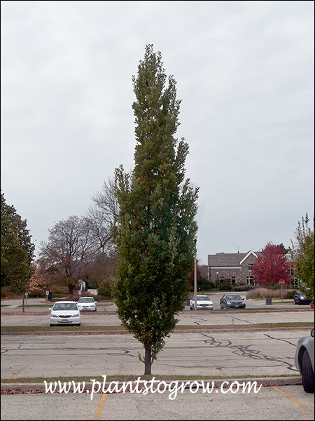 Attention English Oak (Quercus robur) is a narrow upright form of English Oak.